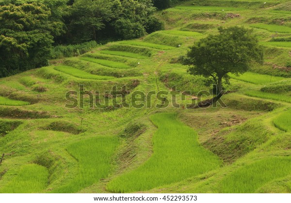 Terraced Rice Paddies Oyama Senmaida Chiba Stock Photo Edit Now