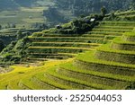 Terraced rice paddies stretch across hillside, landscape of Mu Cang Chai, Vietnam.

