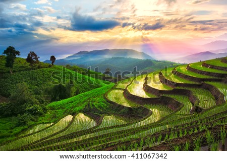 Terraced rice paddy field in Chiangmai, Thailand.
