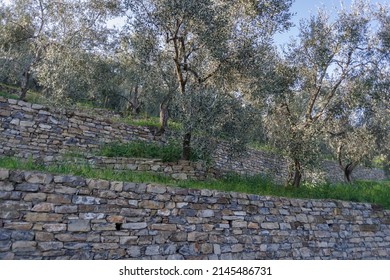 Reisende Steinwände unterstützen Olivenbäume auf dem Hügel, Provinz Imperia, Italien