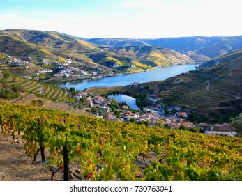Terraced vineyards form the hillsides of Portugal's Douro River valley, classified World Heritage Site by UNESCO