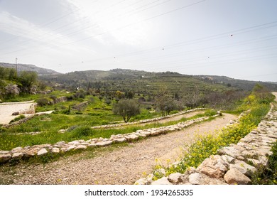 Terraces And Olive Trees In The Jerusalem Forest Near Ein Lavan