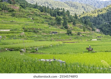 Terraces in Xijiang Miao village, Southeast Guizhou Province, China, farmers working on the rice fields - Powered by Shutterstock