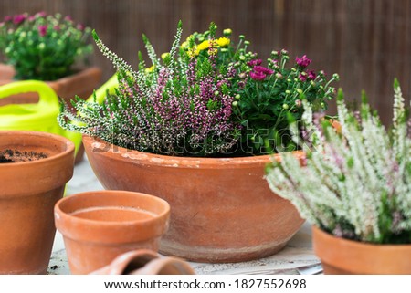 Terracotta flower pots with autumn fall composition with chrysanthemums and heather in the backyard 