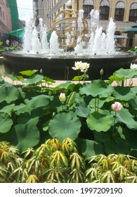 Terrain Flower Plants In Yamamoto In Front Of The Mansoor Water In The Beautiful Garden