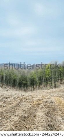 Terrain prepared for the plantation of trees within forest for sustainable future