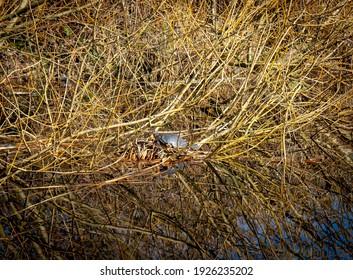 Terrapin Among Branches On Water, Slough, UK.