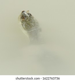 A Terrapin Fresh Water Turtle In A Muddy Puddle