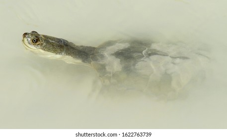 A Terrapin Fresh Water Turtle In A Muddy Puddle