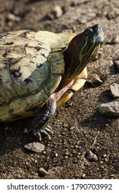 A Terrapin Having Sun Bathing On The Rock