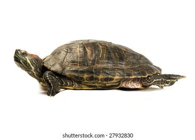 Terrapin Isolated On White Background Stock Photo 27932830 | Shutterstock