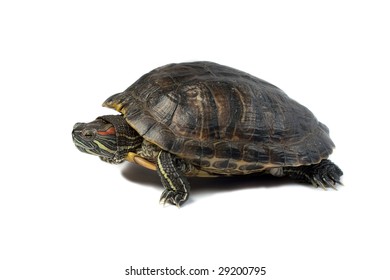 Terrapin Isolated On White Background Stock Photo 29200795 | Shutterstock