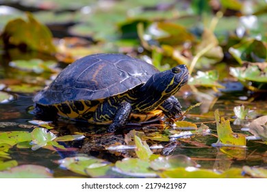 1,960 Turtle lotus Images, Stock Photos & Vectors | Shutterstock