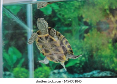 Terrapin Swimming Aquarium Stock Photo 1454331845 | Shutterstock