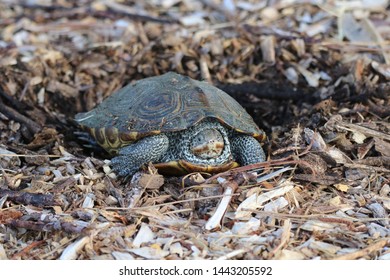 Terrapin Turtle Start Laying Eggs Stock Photo 1443205592 | Shutterstock