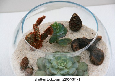 Terrarium, Bonsai, Mossterarrium Succulent Terracotta Pots And Succulents And Cacti