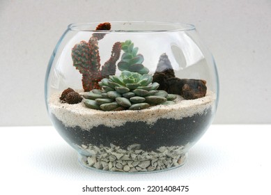 Terrarium, Bonsai, Mossterarrium Succulent Terracotta Pots And Succulents And Cacti