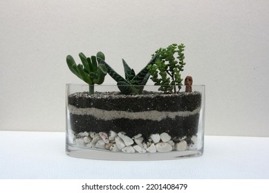 Terrarium, Bonsai, Mossterarrium Succulent Terracotta Pots And Succulents And Cacti