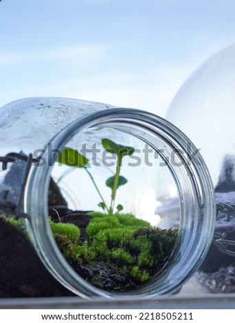 Terrarium bottle  close up on Terrarium jar with moss and stone  Small decorative plants in a glass jar