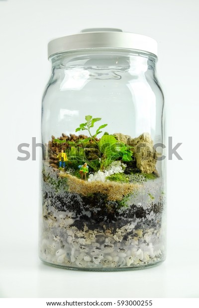 Terrarium Bottle Decorated Small Trees Miniature Nature