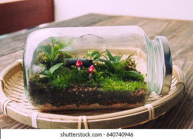 Terrarium Gardens