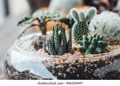 Terrarium On Wooden Table