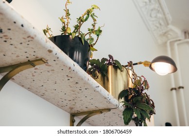 Terrazzo Shelf With Green Plants, Minimal Interior, Moulding On Ceiling