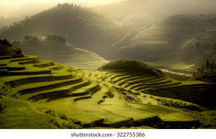 Terrest Rice Field SAPA, VIETNAM