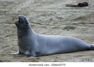 Terrestrial Animal Beach Snout Water Marine Mammal Wildlife