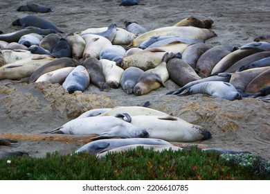 Terrestrial Animal Earless Seal Seal Bedrock Marine Mammal Wildlife