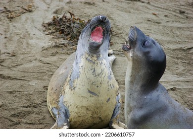 Terrestrial Animal Whiskers Yawn Seal Snout Earless Seal