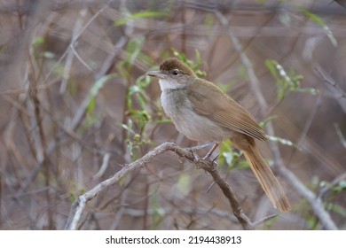 Terrestrial brownbul perched on a thin branch - Shutterstock ID 2194438913
