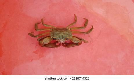 Terrestrial Crab Was Catch In South Of VietNam.