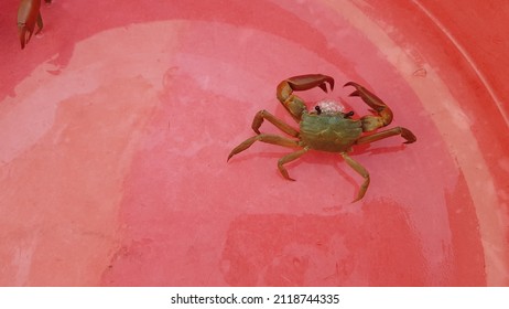 Terrestrial Crab Was Catch In South Of VietNam.