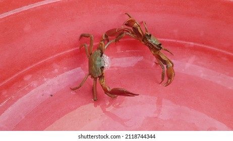 Terrestrial Crab Was Catch In South Of VietNam.