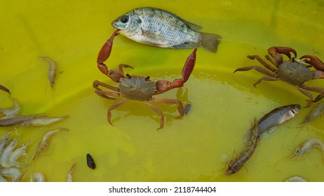 Terrestrial Crab Was Catch In South Of VietNam.