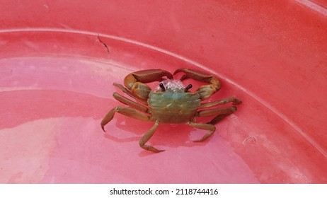 Terrestrial Crab Was Catch In South Of VietNam.