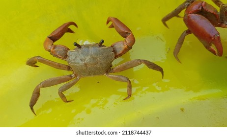 Terrestrial Crab Was Catch In South Of VietNam.