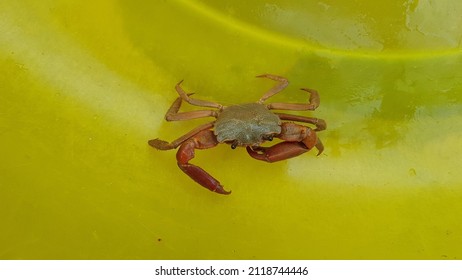 Terrestrial Crab Was Catch In South Of VietNam.