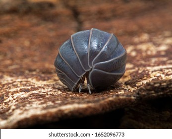 Terrestrial isopod (Armadillo officinalis) uncurling from the tight ball it rolled itself into for protection. Commonly called the oak-woodland pillbug or plain pill woodlouse 