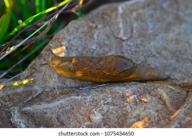 Terrestrial Slugs Are Gastropod Molluscs Of The Order Pulmonata Without A Shell Or With Small Internal Shells, In Contrast To Snails, Which Have A Prominent Shell