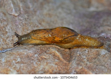 Terrestrial Slugs Are Gastropod Molluscs Of The Order Pulmonata Without A Shell Or With Small Internal Shells, In Contrast To Snails, Which Have A Prominent Shell