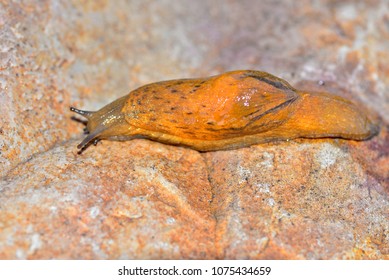 Terrestrial Slugs Are Gastropod Molluscs Of The Order Pulmonata Without A Shell Or With Small Internal Shells, In Contrast To Snails, Which Have A Prominent Shell