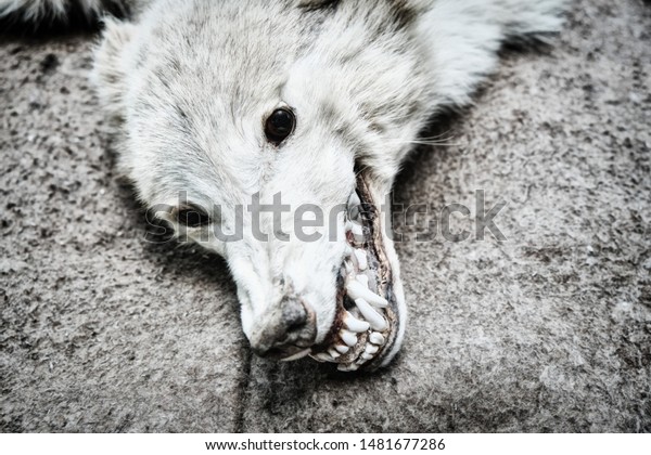 Jaws of the Wolf by Charlotte Jardine