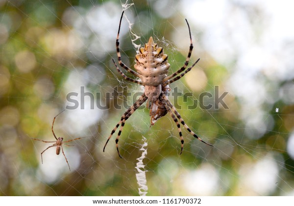 Terrible Poisonous Spider Argiope Lobata Female Stock Photo Edit