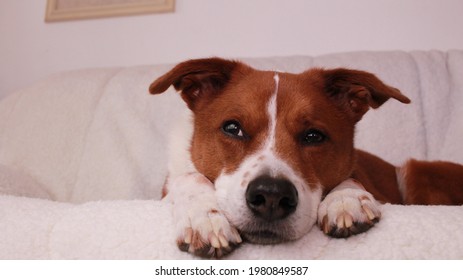 Terrier Border Collie Mix On The Couch