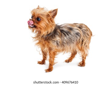 Terrier Crossbreed Dog With Tongue Out Side View