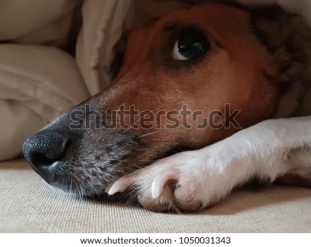 terrier dog in bed