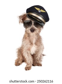 Terrier Dog Dressed As An Airline Pilot With Hat And Glasses