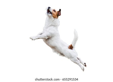 Terrier dog isolated on white jumping and flying high
